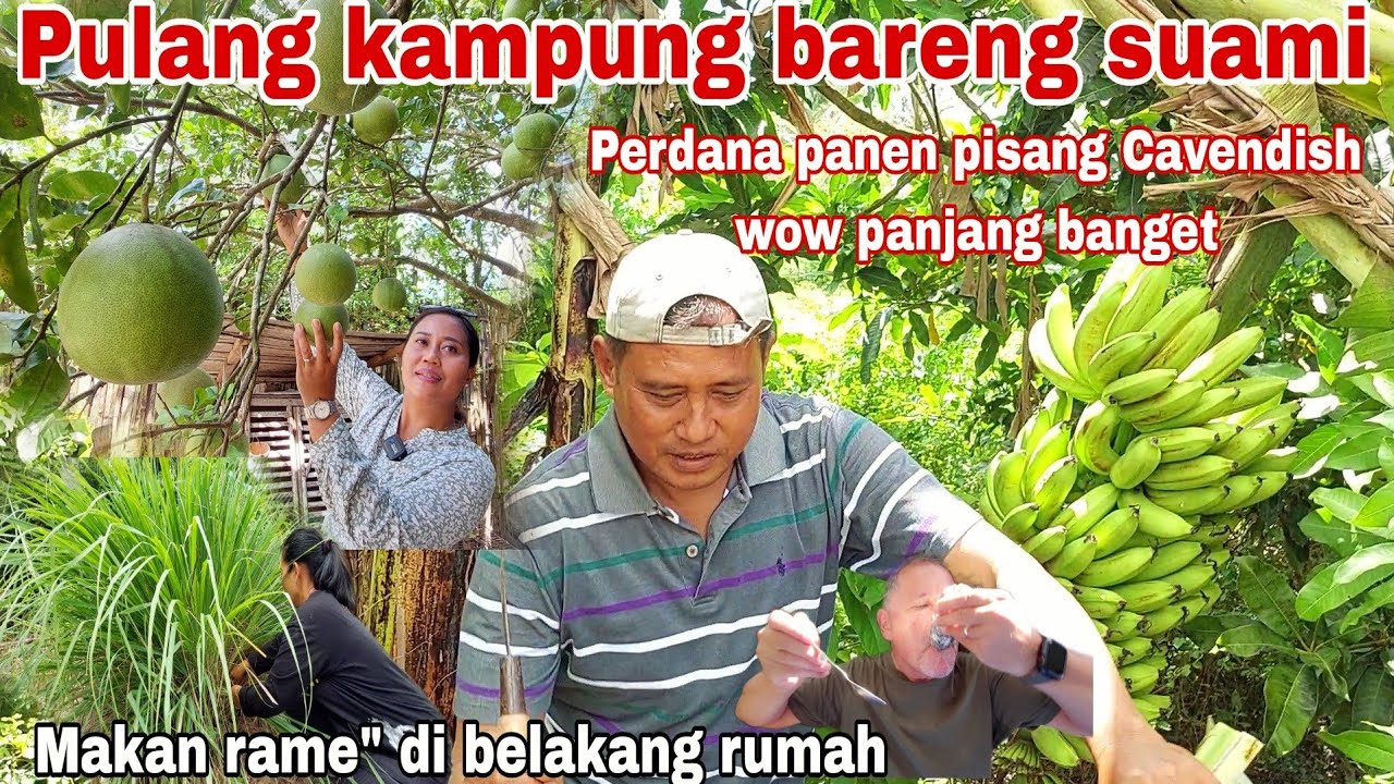 Bahan Masakan PULANG KAMPUNG BERSAMA SUAMI ‼️Panen pisang Cavendish PERDANA ( Suami krasan tinggal dikampung ) Yang Enak Dimakan